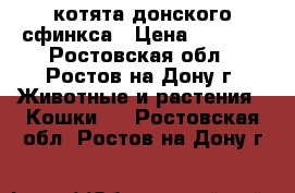 котята донского сфинкса › Цена ­ 4 000 - Ростовская обл., Ростов-на-Дону г. Животные и растения » Кошки   . Ростовская обл.,Ростов-на-Дону г.